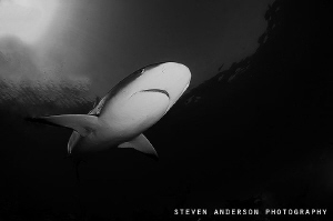 The day ends with Reef Sharks above, around us. Tiger Bea... by Steven Anderson 